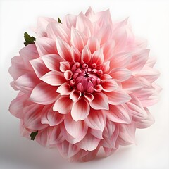 pink Chrysanthemum flower isolated on white background with shadow. pink Chrysanthemum flower flat lay. Chrysanthemum flower top view. flower isolated on white