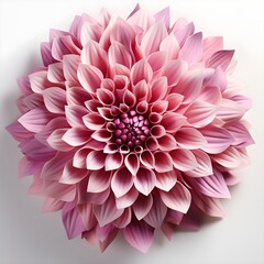 pink dahlia isolated on white. pink Chrysanthemum flower isolated on white background with shadow. pink Chrysanthemum flower flat lay. Chrysanthemum flower top view. flower isolated on white