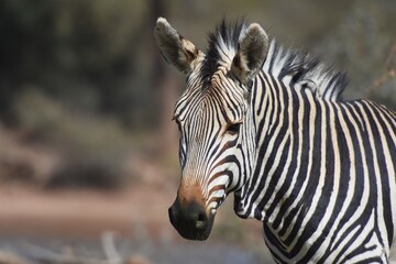 Fototapeta na wymiar Steppenzebra (Equus Quagga) in Namibia.