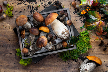 Wild edible mushrooms - boletus, porcini, ceps in an old box with the moss on a black background. Autumn still life with wild mushrooms.