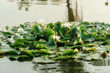 Obraz na płótnie Canvas White lotus flower in the summer pond. The panorama of lotus ponds in peaceful and quiet countryside. Floating lotus flower and lily pads at the Summer Palace.