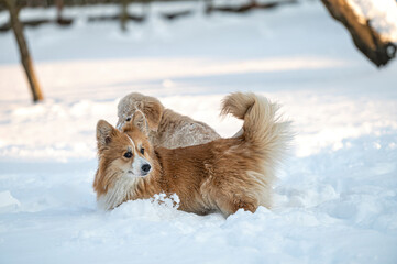 a golden retriever and a welsh corgi play in the white snow