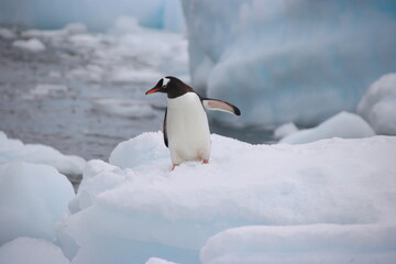 Fototapeta premium Gentoo Penguin (Pygoscelis papua), Danco Island, Antarctica.