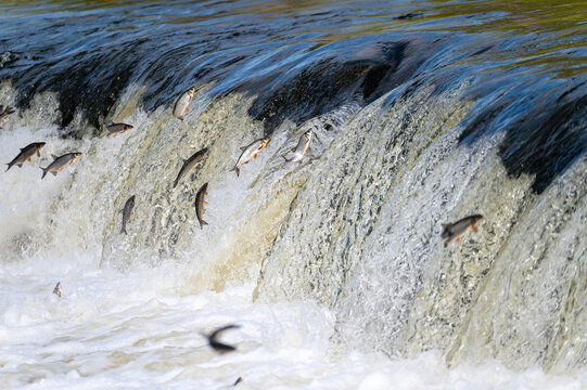 The Venta Rapid waterfall in May with fish jumping out of the water in Kuldiga in Latvia