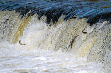 The Venta Rapid waterfall in May with fish jumping out of the water in Kuldiga in Latvia
