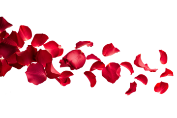 Flying rose petals isolated on transparent background