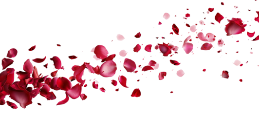 Flying rose petals isolated on transparent background