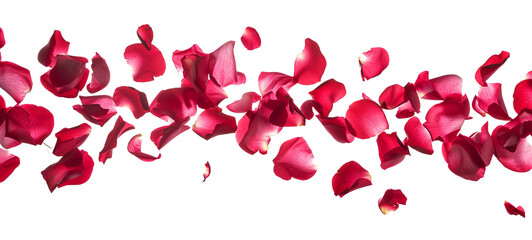 Flying rose petals isolated on transparent background