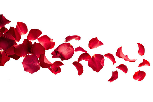 Flying rose petals isolated on transparent background