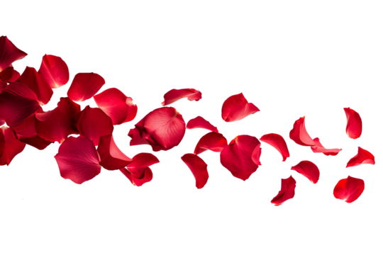 Flying rose petals isolated on transparent background