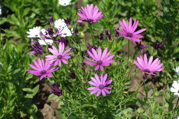 Group of purplish pink flowers of African daisy in August