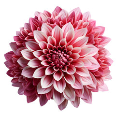 pink Chrysanthemum flower png. pink Chrysanthemum top view png. Chrysanthemum flower flat lay png