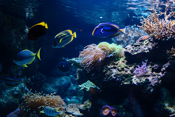 Obraz premium Lebendiges Unterwasserparadies: Aquarium mit faszinierenden Fischen und farbenprächtigen Korallen