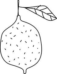 Hand drawn lime illustration on transparent background.
