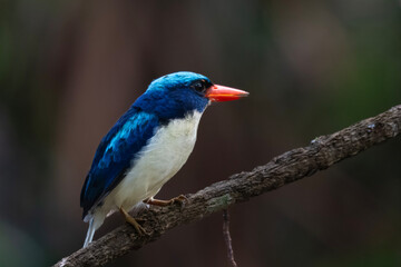 Common paradise-kingfisher (Tanysiptera galatea), also known as the Galatea paradise kingfisher and the racquet-tailed kingfisher, observed in Waigeo in West Papua, Indonesia