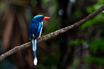 Common paradise-kingfisher (Tanysiptera galatea), also known as the Galatea paradise kingfisher and the racquet-tailed kingfisher, observed in Waigeo in West Papua, Indonesia