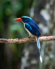 Common paradise-kingfisher (Tanysiptera galatea), also known as the Galatea paradise kingfisher and the racquet-tailed kingfisher, observed in Waigeo in West Papua, Indonesia