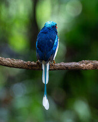 Common paradise-kingfisher (Tanysiptera galatea), also known as the Galatea paradise kingfisher and the racquet-tailed kingfisher, observed in Waigeo in West Papua, Indonesia