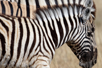 Fototapeta na wymiar A baby zebra or foal's head is outlined by its mother's head behind it