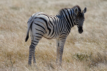 Fototapeta na wymiar A zebra foal has turned to look at the camera. Its ears are forward.
