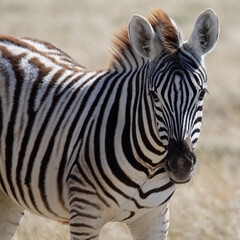 A baby zebra or foal is looking at the camera, it has some grass hanging from its mouth