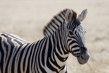 A zebra stands proudly, side on to the camera with its ears forward.