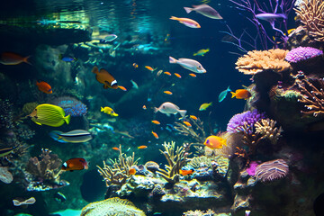 Lebendiges Unterwasserparadies: Aquarium mit faszinierenden Fischen und farbenprächtigen Korallen
