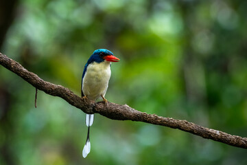 Common paradise-kingfisher (Tanysiptera galatea), also known as the Galatea paradise kingfisher and the racquet-tailed kingfisher, observed in Waigeo in West Papua, Indonesia