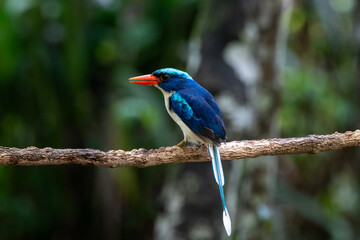 Common paradise-kingfisher (Tanysiptera galatea), also known as the Galatea paradise kingfisher and the racquet-tailed kingfisher, observed in Waigeo in West Papua, Indonesia