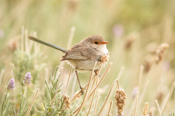 Splendid Fairywren