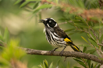 Fototapeta premium New Holland Honeyeater