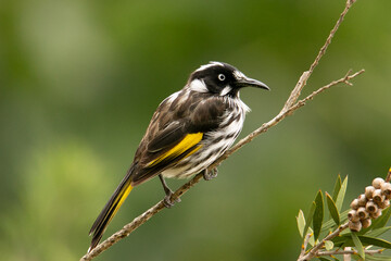 New Holland Honeyeater