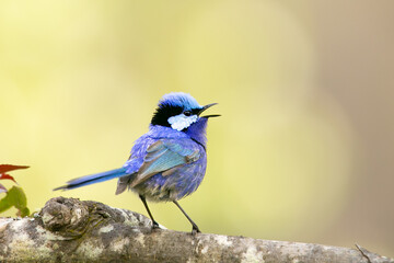 Splendid Fairywren