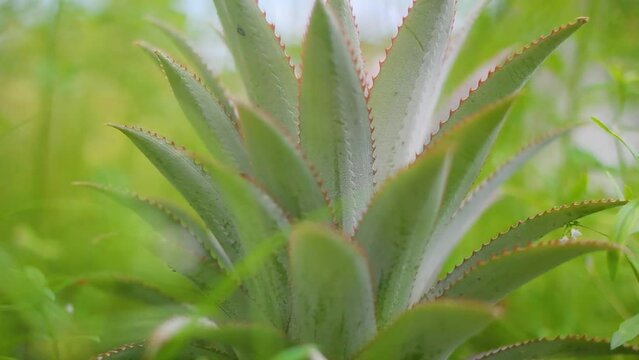 close up of pineapple tree