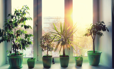 Houseplants leaves and flowers in pots by the window. transplanting plants.