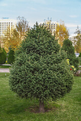 Fototapeta na wymiar Young coniferous spruce tree in the park. Landscape design from coniferous trees.