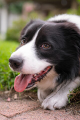 Border Collie puppy. Portrait of a dog resting on the grass in the park. Tired canine lying