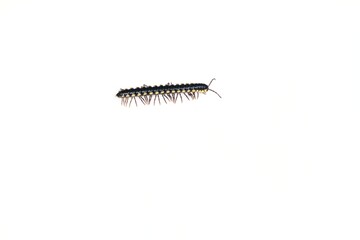 milipede on white background