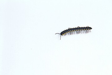 Milipede on white background