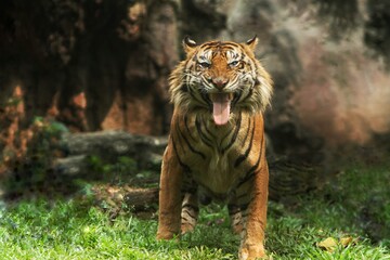 Sumatran tiger standing with its tongue out