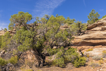 Utah juniper tree along the Canyon Rim Trail, near the Saddlehorn Visitor Center in the Colorado National Monument