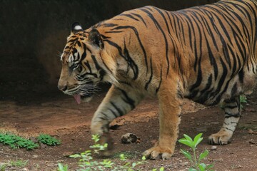 Sumatran tiger walking in the fields