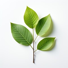 green leaf isolated on white background Created with generative Ai	
