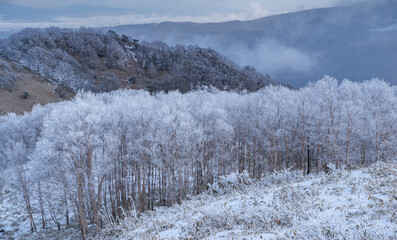 美しい霧氷と青空