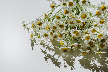 Elegant chamomile daisy flowers on white background. Aesthetic floral simplicity composition. Close...
