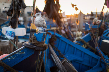 Beautiful colors in the port of fishermen in Essaouira, Morocco