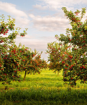 Ripe sour cherry trees orchard fields