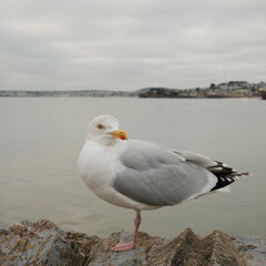 Fototapeta premium seagull on the beach
