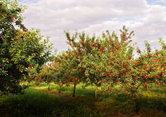 Fototapeta na wymiar Ripe sour cherry trees orchard fields