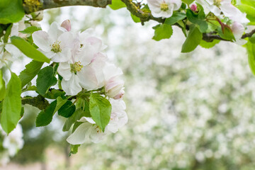 White pink apple tree flowers close up on sunny day, on garden background in springtime, white pink blossoms of apple tree close up, blooming apple trees 